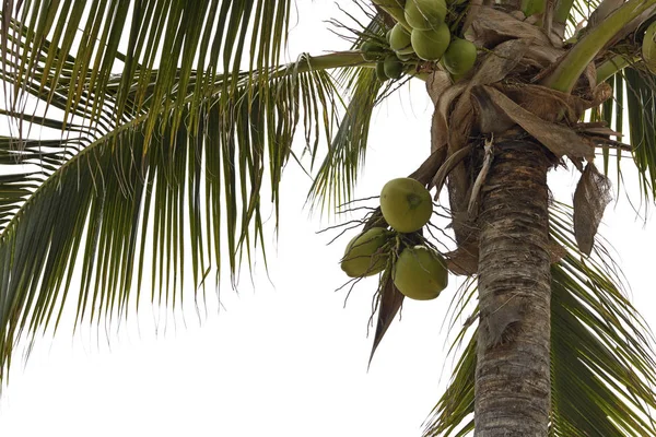 Kelapa Hijau Pohon Dengan Daun — Stok Foto