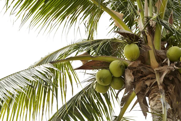 Coco Verde Árbol Con Hoja — Foto de Stock