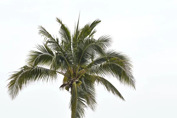 Zielony Kokosowe Drzewo Liści — Zdjęcie stockowe