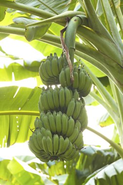 Bir demet muzlu muz ağacı