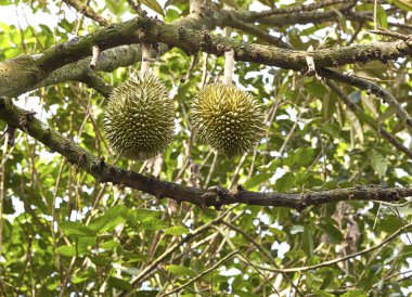 Chanthaburi Bahçe Durian ağaçlarda