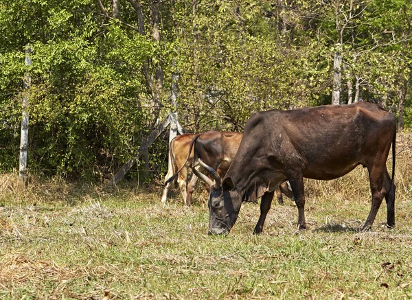 Krowa Letnim Pastwisku — Zdjęcie stockowe