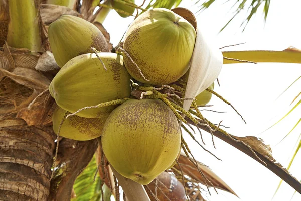 一串挂在树上的椰子 — 图库照片