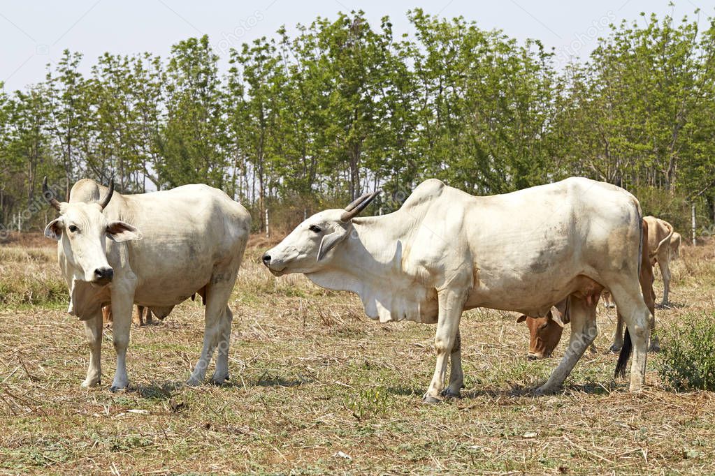 Cow on a summer pasture