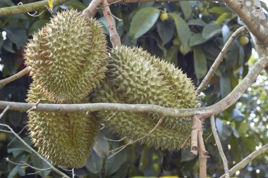 Chanthaburi Bahçe Durian ağaçlarda