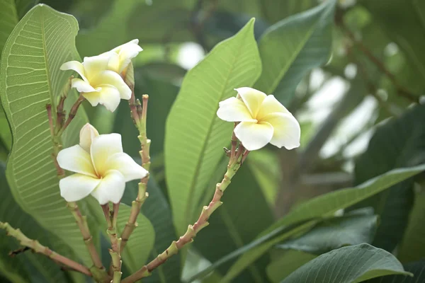 Flores Plumeria Frangipani Blancas Amarillas Sobre Árbol Con Fondo Natural —  Fotos de Stock