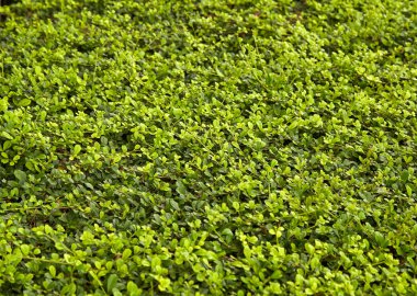 Carmona retusa (Vahl) Masam, Hodangiller, yeşil bitki arka plan