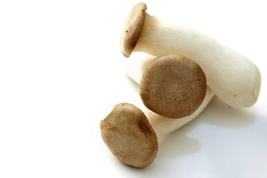 Beyaz arka planda Kral istiridye mantarı Pleurotus eryngii