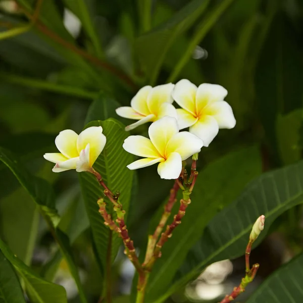 Plumeria Spp Branca Amarela Flores Frangipani Frangipani Pagode Árvore Templo — Fotografia de Stock