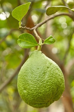 Pomelo ağaç bahçe pomelo meyve