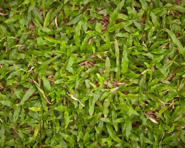 Parlak yeşil çim görüntüsünü.