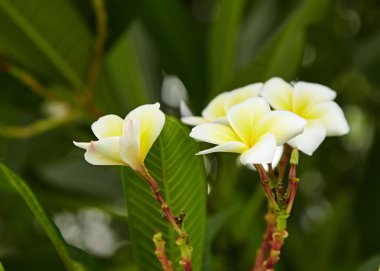 Beyaz ve sarı Plumeria spp. (frangipani çiçekler, Frangipani, Pagoda ağaç veya Tapınağı ağaç) 