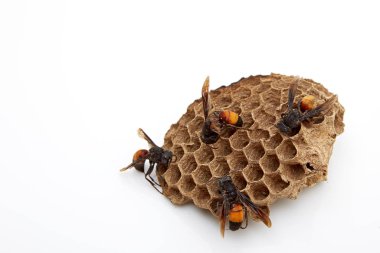Wasp (Vespula vulgaris) üzerinde beyaz izole vespiary üzerinde