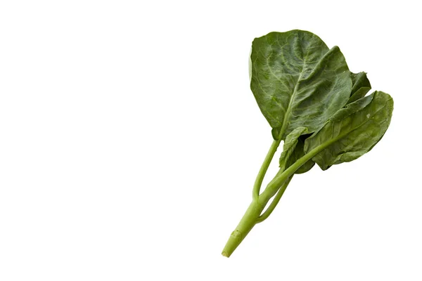 Vegetales Brócoli Chinos Aislados Sobre Fondo Blanco — Foto de Stock