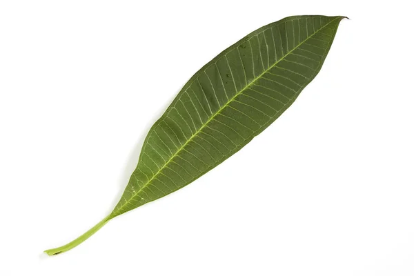 Frangipani Leaf Isolated White Background — Stock Photo, Image