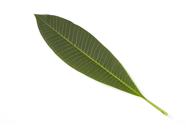 Frangipani Leaf Isolated White Background — Stock Photo, Image