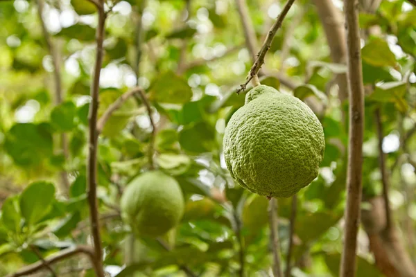 ザボン ザボンの木の庭の果実 — ストック写真