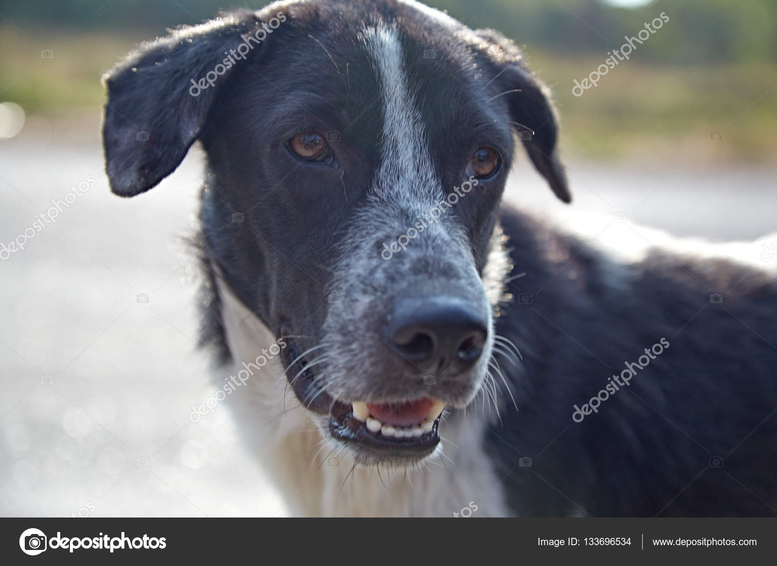 Noir Blanc Pitbull Mix Chien Photographie Pongans68 At Gmail