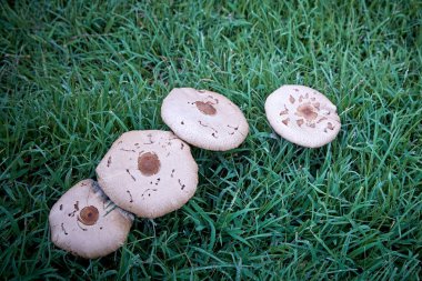 Çok güzel bir sabah ışık tamamen açık şemsiye mantar