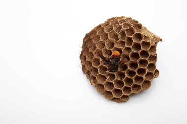 Larva wasp yaşam döngüsü, wasp (Vespula vulgaris) üzerinde beyaz izole vespiary üzerinde