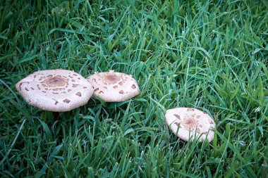 Çok güzel bir sabah ışık tamamen açık şemsiye mantar