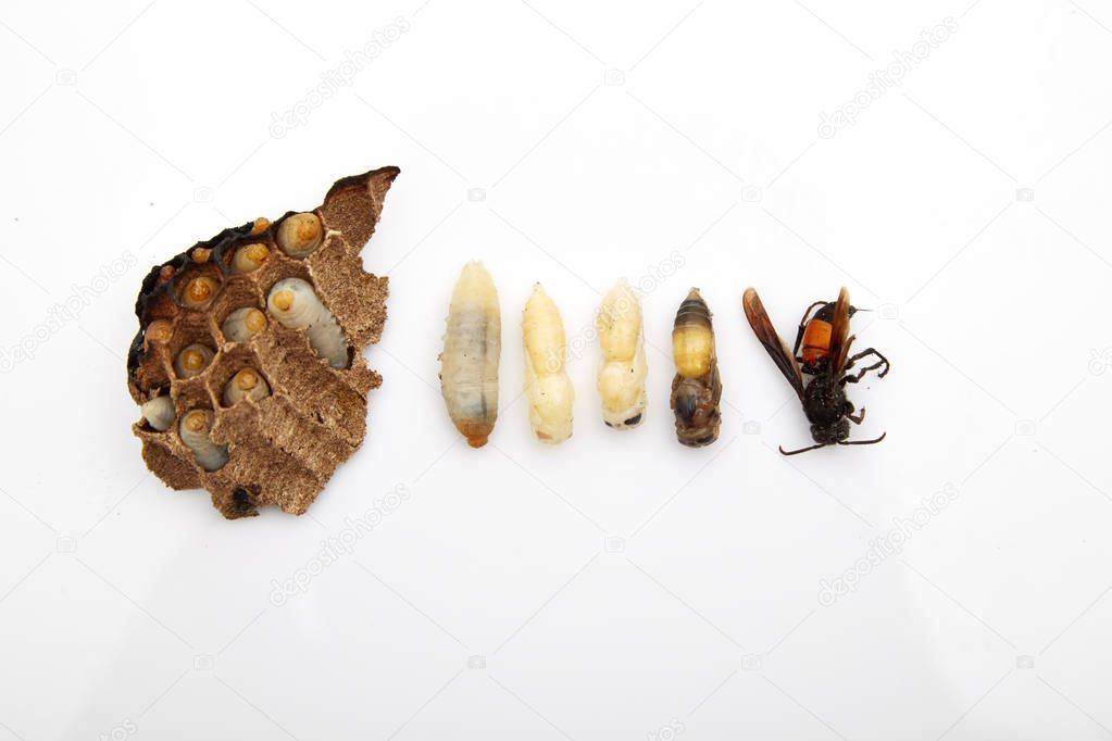 wasp (Vespula vulgaris) on vespiary isolated on white