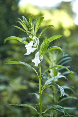 taze susam bitki alanı, Tayland içinde