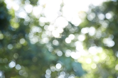 Ağaç bahçe yeşil bokeh bulanıklık