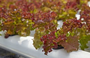Yeşil salata organik hydroponic çiftlik