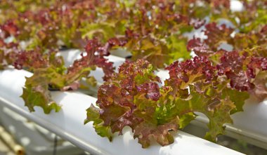 Yeşil salata organik hydroponic çiftlik