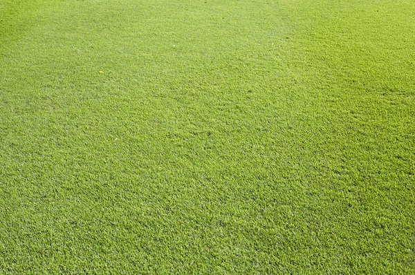 Grass Field Green Grass Background — Stock Photo, Image