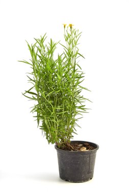 Beyaz arka plan üzerinde taze tarhun otlar