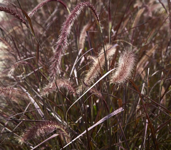 Beautiful Delicate Fox Tail Grass Queensland Australia — Stock Photo, Image