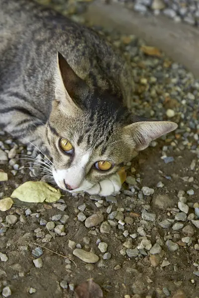 Carino Piccolo Gatto Sdraiato Sul Pavimento Felicemente — Foto Stock