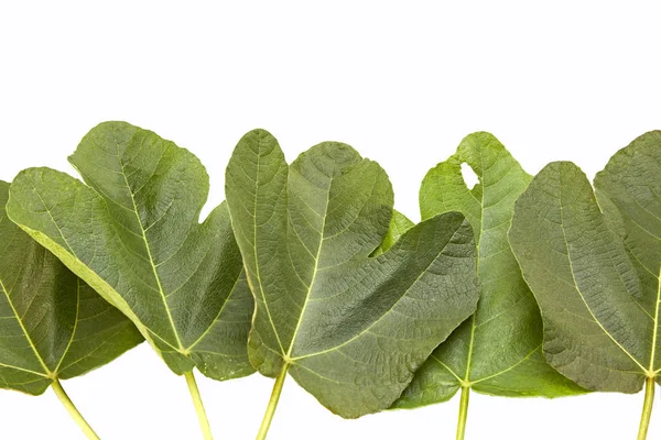 Fikon Leaf Isolerad Vit — Stockfoto