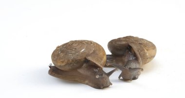 Beyaz arkaplanda izole edilmiş salyangoz