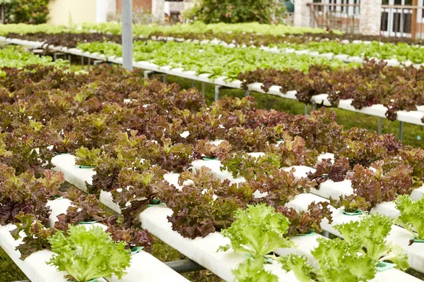 Fresh salads in the garden,Hydroponic vegetables growing in greenhouse