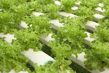 Suda sebze çiftliği yeşil çünkü marul salata yaprakları