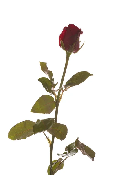 分離された白の赤いバラ — ストック写真