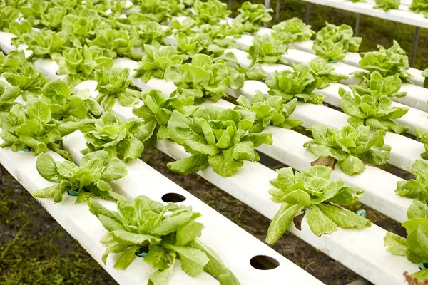 Φρέσκες Σαλάτες Λαχανικά Κήπων Υδροπονική Καλλιέργεια Θερμοκήπιο — Φωτογραφία Αρχείου