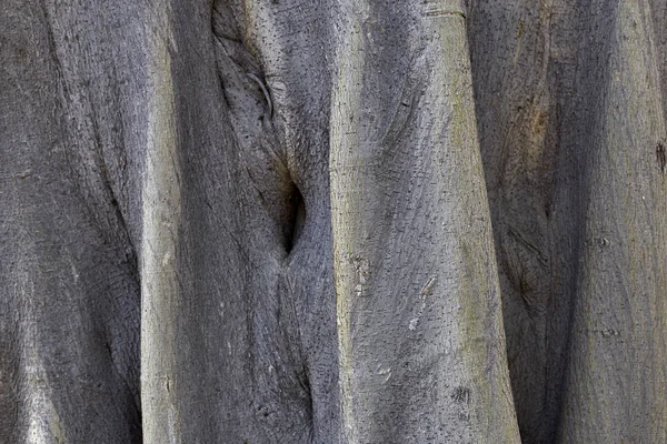 Bodhi の木の根 — ストック写真