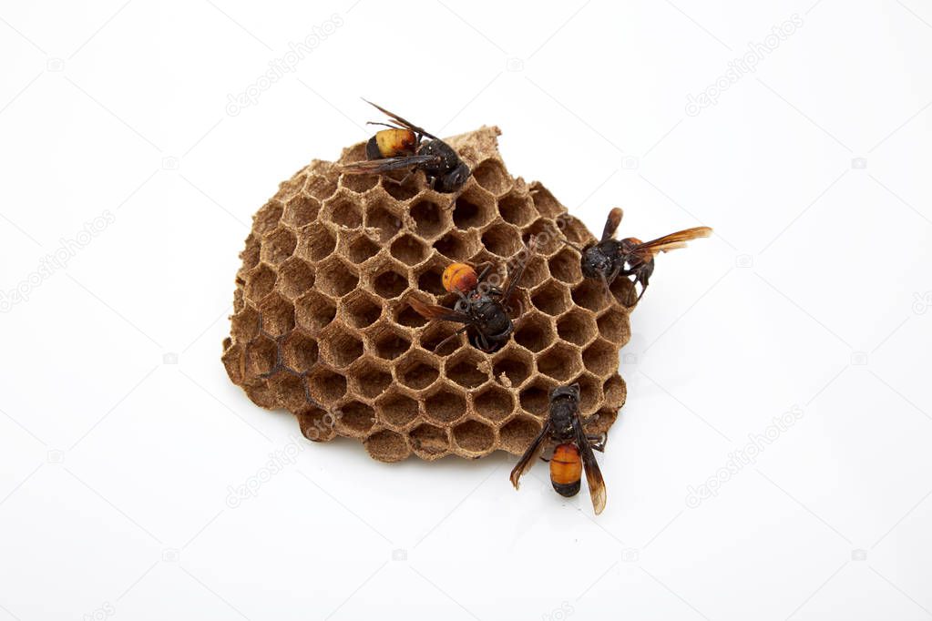 wasp (Vespula vulgaris) on vespiary isolated on white