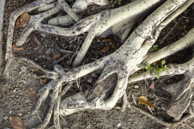 Bodhi ağacının kökleri