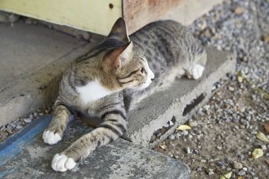 Yerdeki şirin küçük kedi yalan mutlu.