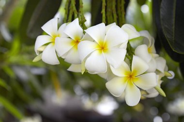 Frangipanis çiçek doğal zemin üzerine