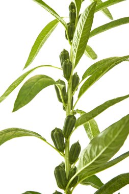 Beyaz arka plan üzerinde çiçeklenme susam