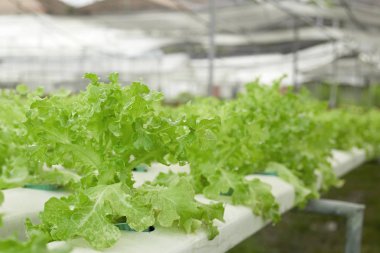 Suda büyüyen bitkiler mineral besin solutions, su, toprak olmadan kullanma yöntemi. El suda bitki dikimi kapatın