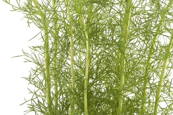 dill plant on white background