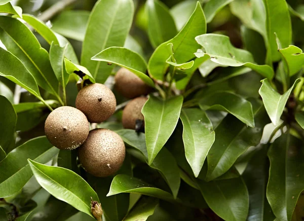 Zrání Sapodilla Ovoce Bio Zahradě Další Názvy Zapota Chikkoo Sapota — Stock fotografie