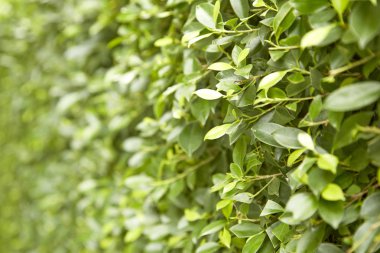 Yaz aylarında Şimşir dallarını yeşil yapraklar 